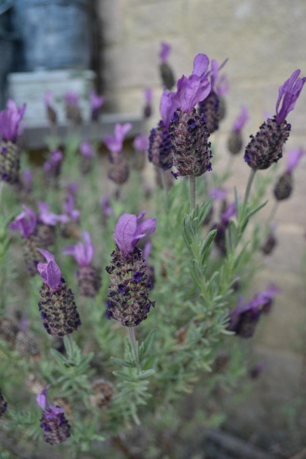 Castle Green Bed And Breakfast Ashbourne (Derbyshire) Exterior foto